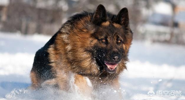 上虞德国牧羊犬论坛:德国牧羊犬，“纯种犬”和“串串犬”如何区分？