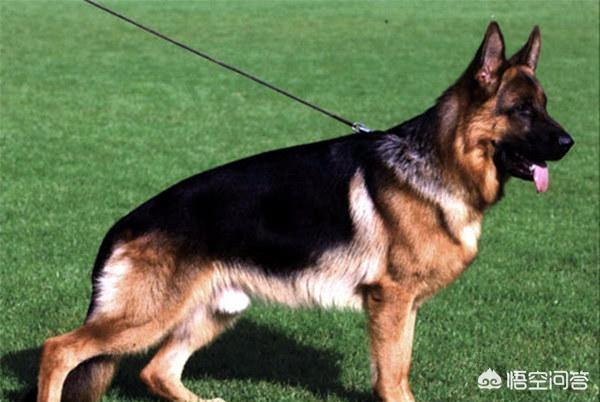 上虞德国牧羊犬论坛:德国牧羊犬，“纯种犬”和“串串犬”如何区分？
