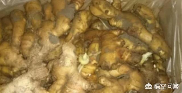 头条问答 大家好 姜种怎样保存不坏 15个回答