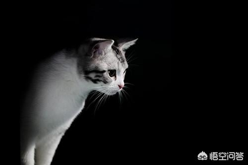 母猫脖子总被公猫咬破:猫咪咬伤主人时会觉得愧疚吗？