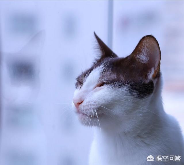 家里养鼠鸟目好吗:猫咪是放在笼子里养好，还是放养好？