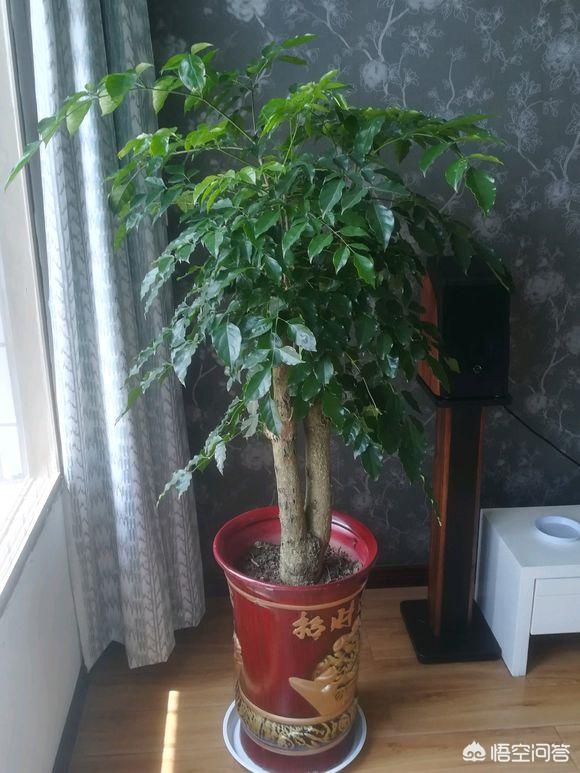 树锦鸡儿植株变黑:家里绿箩叶子茎部呈现黑褐色是什么原因？