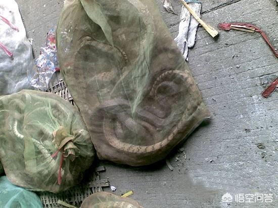 黑眉锦蛇:农村常见的菜花蛇真的可以吞下五步蛇吗？