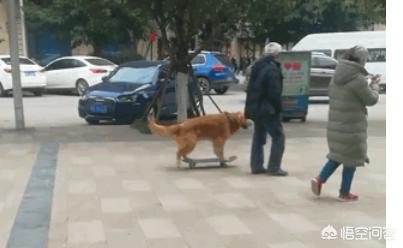 小狗什么狗最聪明:智商高的狗狗都有哪些表现？