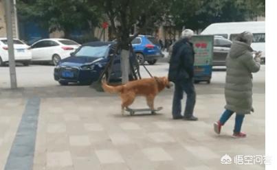 比熊宠物犬智商排名:智商高的狗狗都有哪些表现？