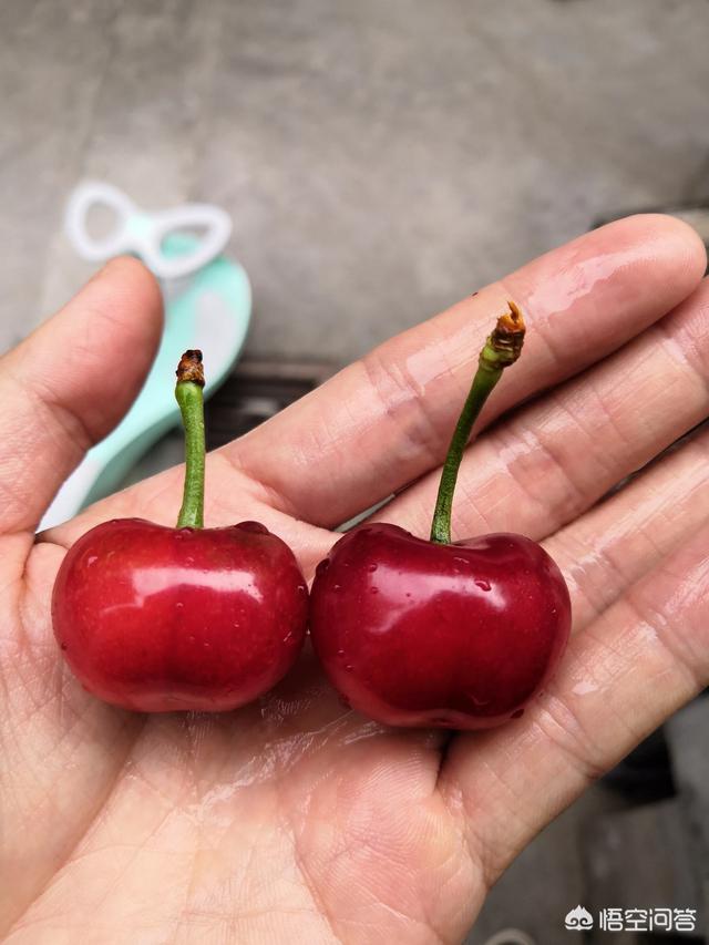 白鹿原樱桃(白鹿原樱桃谷)