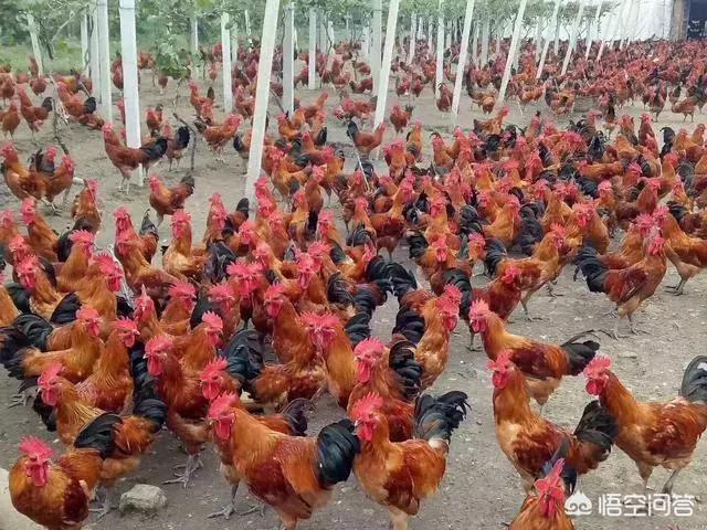 治疗肉鸡大肠杆菌病的药:养鸡原发性大肠杆菌和继发性大肠杆菌的区别是什么呢？