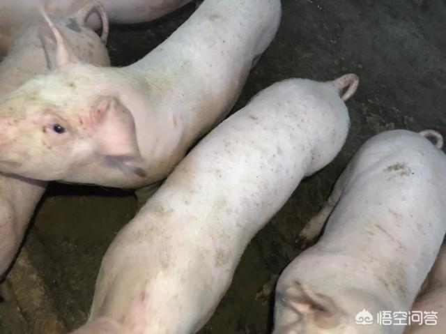 朱军与弦子怎么回事:被强奸时失去意识，清醒后罪证已被清理，能靠直觉告人家强奸吗？