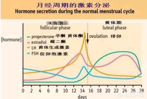 怎样检查雌激素六项(激素六项怎么看雌激素是否正常)