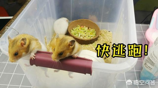 瓜皮猫原图:被宠物极度依恋是一种怎样的体验？