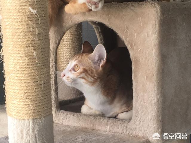 打小猫:打猫有用嘛？一岁的猫总是咬烂东西怎么办？