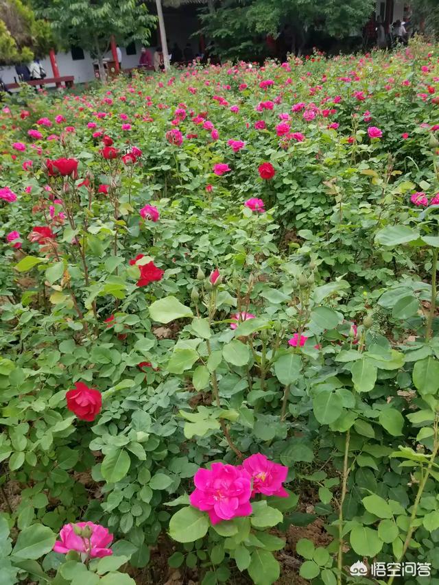 月季花的栽培与管理:月季花树能种在树荫下吗？