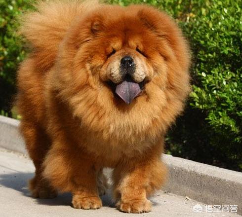 松狮吃什么:松狮犬掉毛很多正常吗，松狮犬掉毛如何应对？