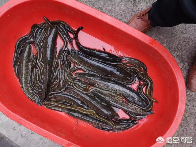 苦力泥鳅好不好:农村的泥鳅和黄鳝，哪个营养价值更高？为什么？