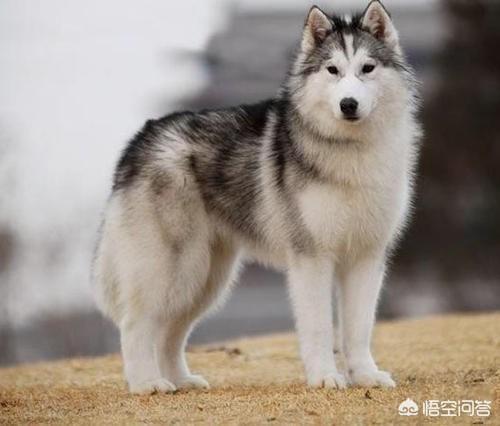 西伯利亚雪橇犬式:西伯利亚雪橇犬如何美毛？ 西伯利亚雪橇犬图片
