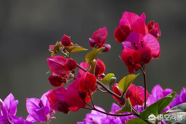 龙吐珠开完花后用剪吗?:龙吐珠开完花之后怎么剪枝 家里养的茉莉花，五六月份怎么扦插分盆呢？