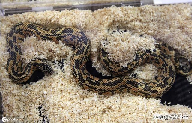 银环蛇的毒性有多强，毒性大小比较：银环蛇，五步蛇，眼睛王蛇