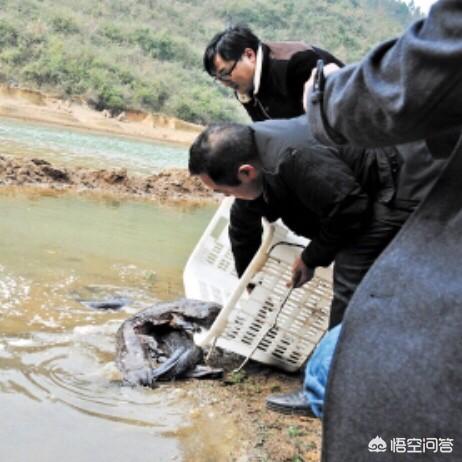 大鲵图片:万佛山娃娃鱼误入虾笼，村民：这么大确属罕见, 你怎么看