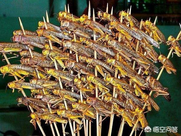 唐太宗吞蝗:唐太宗吞蝗是真的吗？人真的可以生吞蝗虫吗？