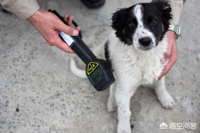 爱尔兰雪达犬价格图片:《警花与警犬》那些狗狗是什么种类啊?有卖吗?价格多少啊？