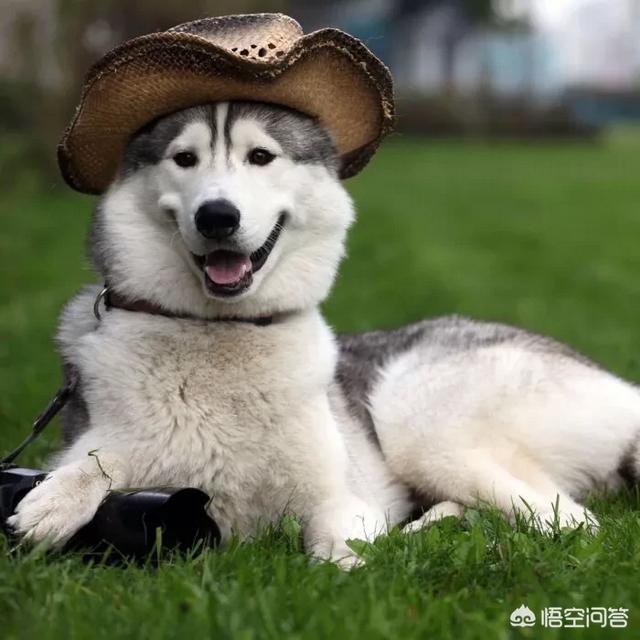 大型护卫犬图片:哪些中大型护卫犬服从性最强？