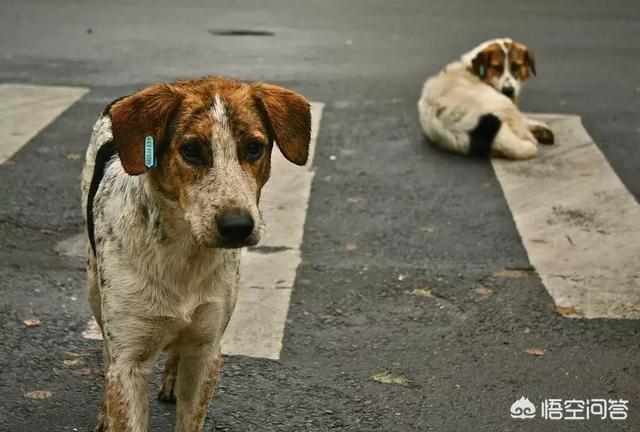 超大型犬种:家养大型犬类没有攻击性的，有哪些推荐？