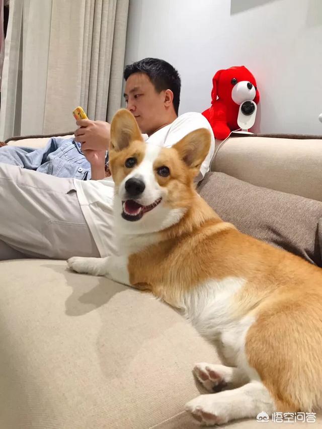 古牧犬掉毛吗:古牧幼犬是黑色毛长大了会变成灰色吗？