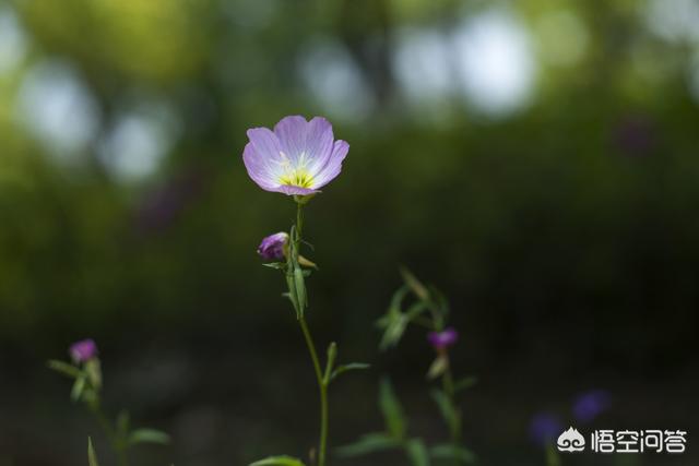 细叶美女樱:细叶美女樱是多年生吗 夏天拍微距，有哪些花卉或昆虫可以拍？