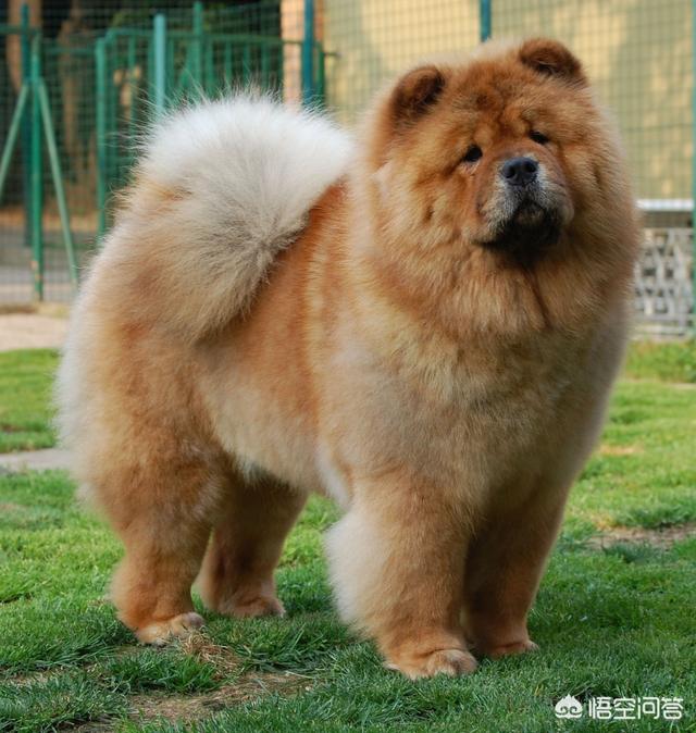 北方松狮吧:饲养松狮犬之前，应该要了解什么？