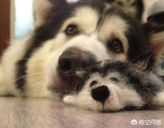 东台市阿拉斯加克利凯犬视频选犬:阿拉斯加狗狗是大点的贵还是小点的贵？应该如何选择？