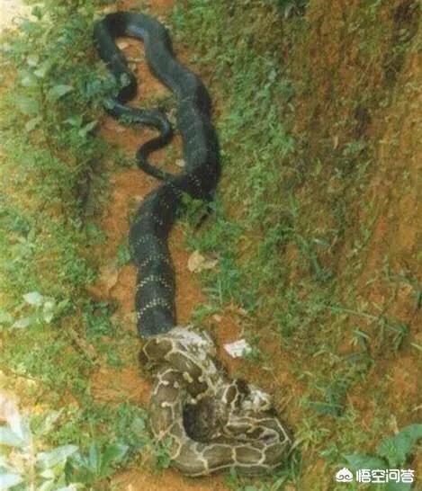 张伟杰被剥皮 标本，农村山上看到一条近十米长的过山峰蛇死掉了，有什么利用价值吗