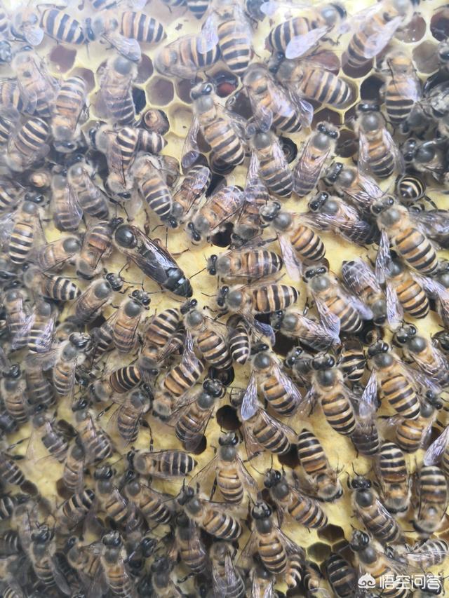 蜜蜂具有什么的能力 ，蜜蜂的活动方式是怎样的？