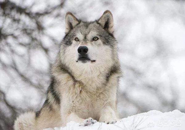 杜高犬vs藏獒秒杀比特精彩视频:藏獒vs杜高犬，谁会赢？ 杜高犬与藏獒打斗视频