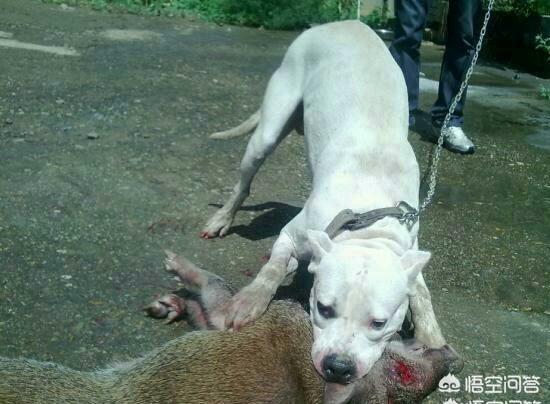 斗狗视频大型狗:十只小泰迪犬可以打赢一只成年比特犬吗？