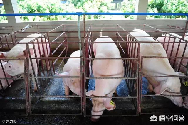 生猪养殖企业的难点，猪肉一直下跌，大部分养殖场苦不堪言，坚持下去能看到希望吗