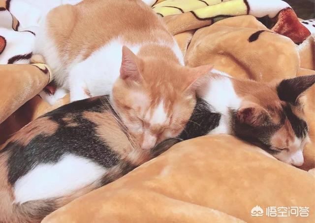 猫咪尿频尿急尿不尽用什么药:猫咪尿频尿少吃什么药合适 头条的朋友们我家猫咪这两天频繁去厕所还尿不出来应该吃什么药？