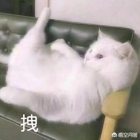 木叶养猫人:怎么看一个人适不适合养猫？