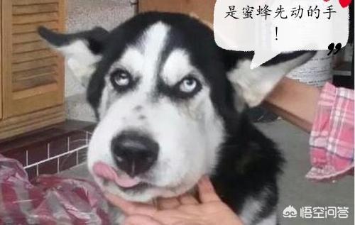 二货哈士奇高清壁纸:饲养哈士奇时，有哪些饮食误区不能犯？