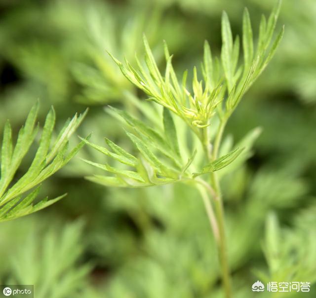 怎么辨别龙涎香真假，端午节来临，如何区分真假艾叶，农民才不会上当