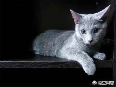 哪些种类的猫咪更温顺？更愿意被摸摸？