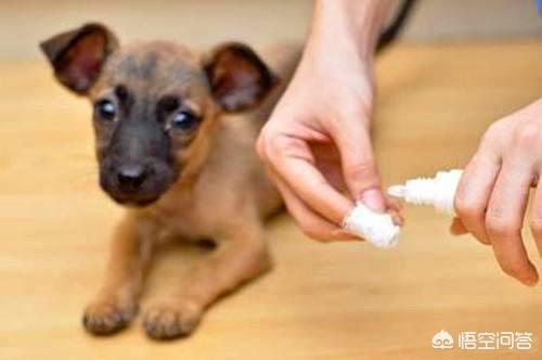 滴普乐快乐宠物:怎么知道狗狗是不是开心？