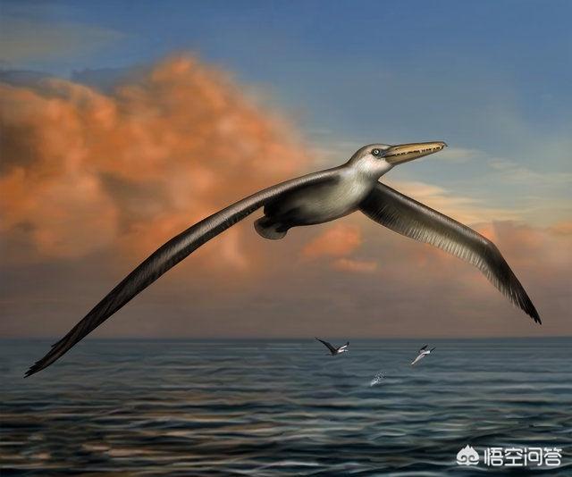 陆地有大象，海里有鲸鱼，为什么天上很少有比人体型更大的生物？