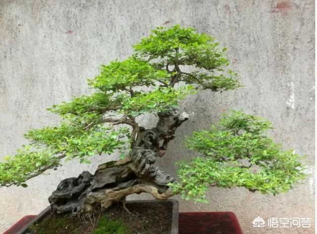 秦岭蝮蛇图片:湖北一带叫法土聋子,普通话叫蝮蛇，咬后会不会有生命危险？