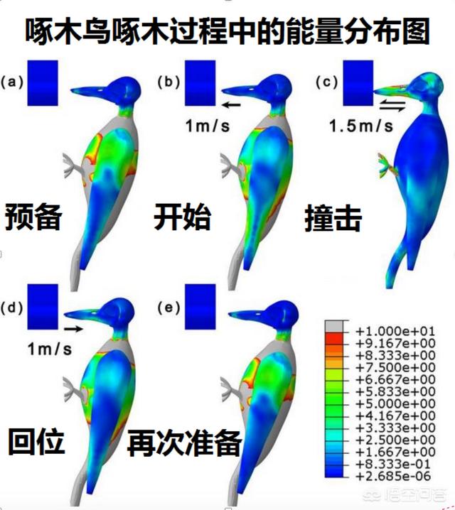 啄木鸟的特点是:动物的舌头的特点和功能？