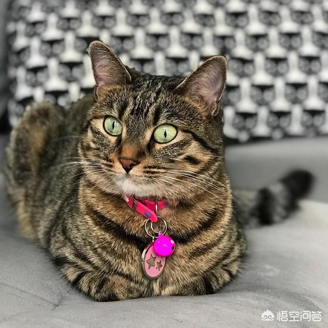 我的伽菲猫跑酷:汤姆猫跑酷游戏介绍作文我想写一篇作文，可我又不知道怎么写？