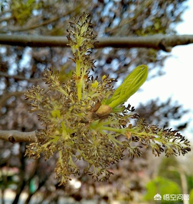 白蜡树种植(白蜡树种植方法)