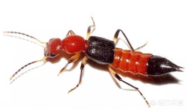 头条问答 - 鲜艳颜色对于小虫子而言是保护色呢还是有害色?(4个回答)