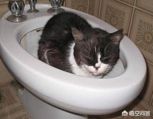 母猫绝育后大小便去猫砂盆吗:用猫砂盆以后，猫后脚总踩屎，该如何纠正？