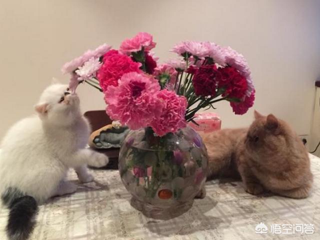 母猫绝育后大小便去猫砂盆吗:用猫砂盆以后，猫后脚总踩屎，该如何纠正？