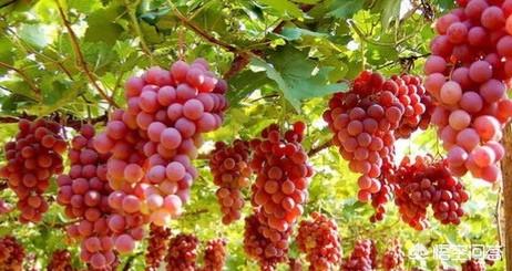 冰葡萄种植技术大全:种植冷棚葡萄，怎么才能增大葡萄单个果粒的重量？